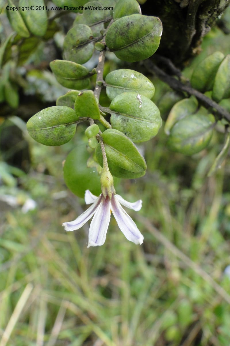 Solanum, Ulloa 1967--Ecuador. Pichincha. Old rd to Papallacta. 31 May 2011. 091 (4).jpg