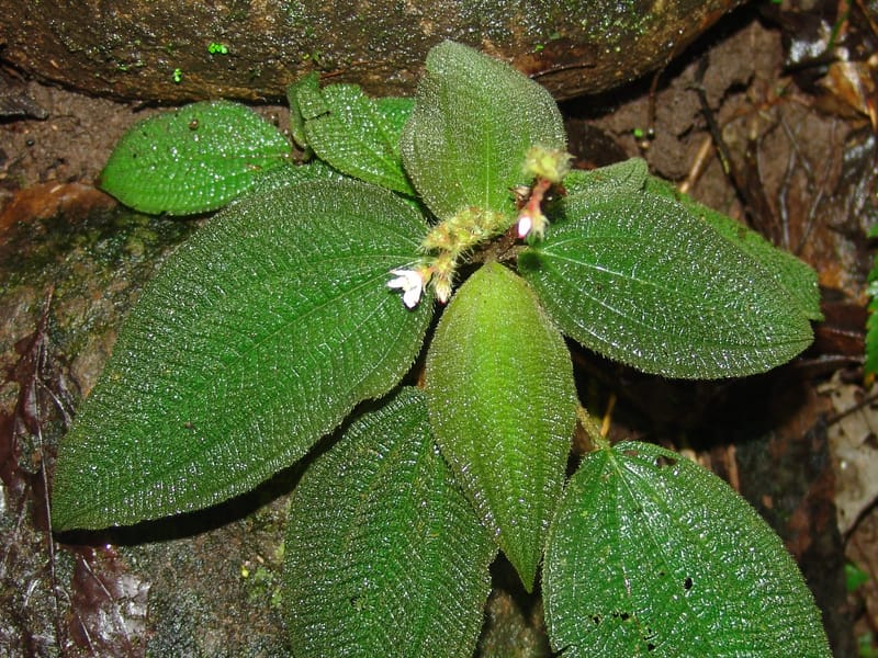 Triolena, Croat94482--Ecuador. Prov. Pichincha. Res. Guaycuyacu. 11 Feb 05. 106a.jpg