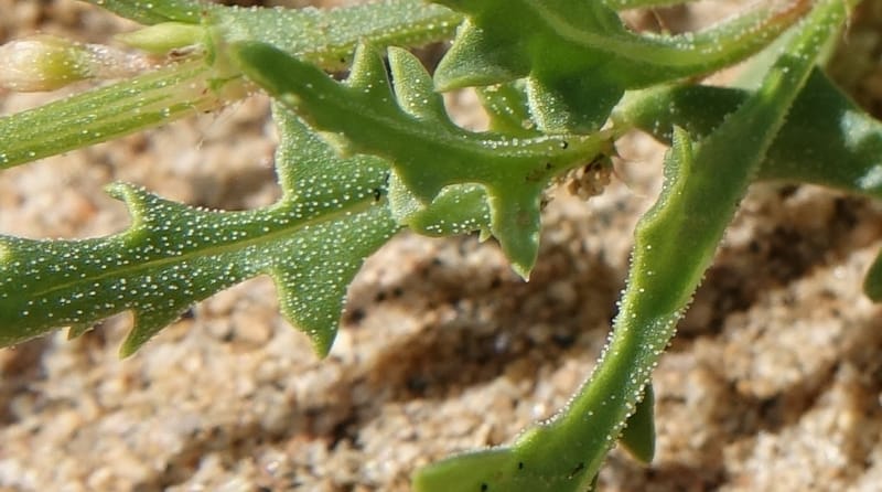 Oxygonum alatum, L. Nanyeni 1143--Namibia. B1 to Rehoboth, Frankie Fredricks St. 15 Mar 2018. DSC00565 (127).JPG