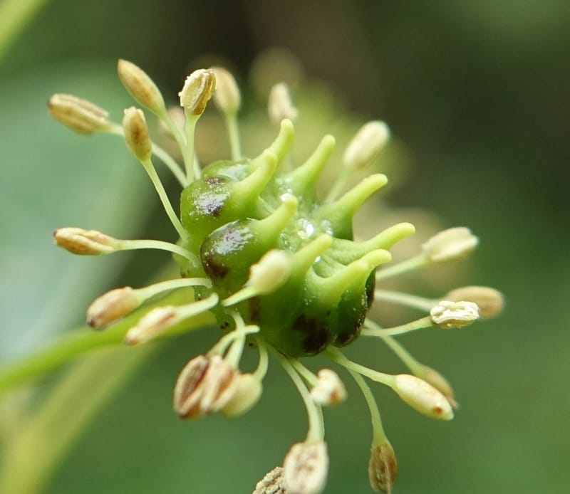Trochodendron aralioides, Tseng Yu-Hsin 1327--Taiwan. Taroko Nat. Park. Mt. Bilu Trail. 21 May 2016.  (28).JPG