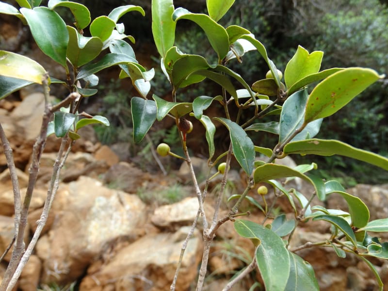 Austrobuxus, Munzinger, J 7480--New Caledonia. PinPin. 20 Nov 2015. DSC03938 (36).JPG