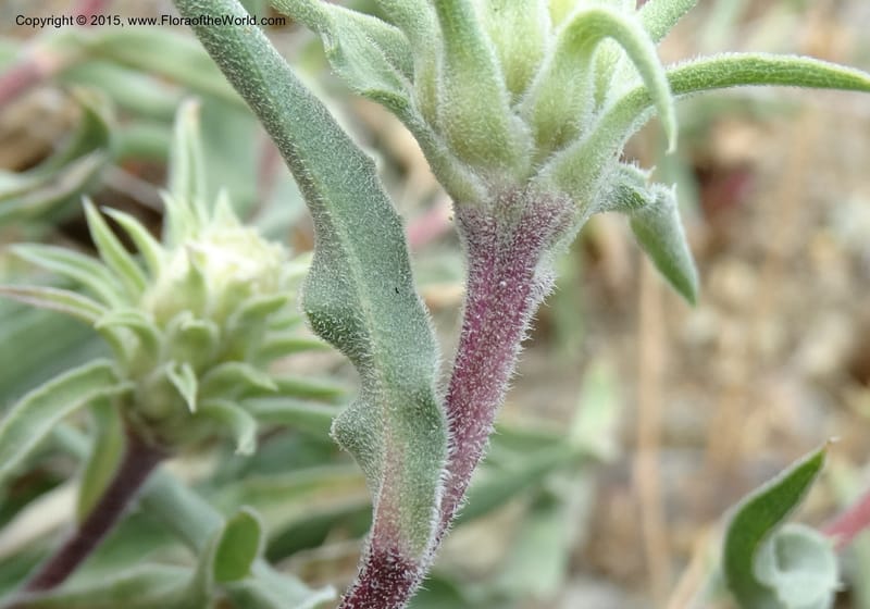 Pyrrocoma, Davidson, C 12630--ID. Idaho Co. Seven Devils Campground. 11 Aug 2014. DSC00412 (33).JPG