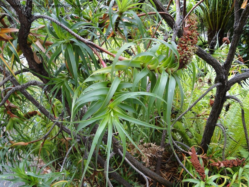 Richea dracophylla--Tasmania. Royal Tasmanian Botanical Garden. 26 Jan 2010. 2666 (6).JPG