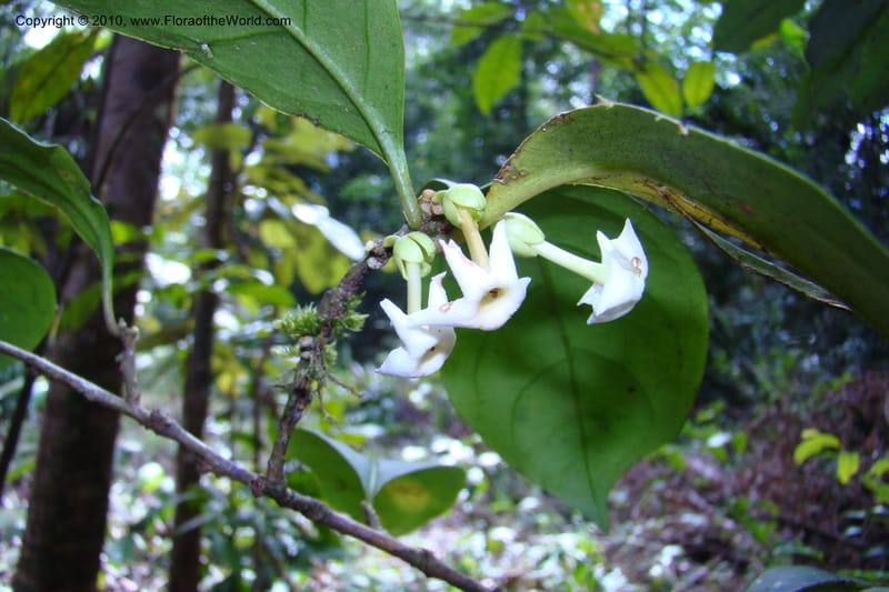 Brunfelsia guianensis, Mori 27377--French Guiana. NR2, 12.4 km E of Approague bridge. 4 Nov 09. 002.jpg