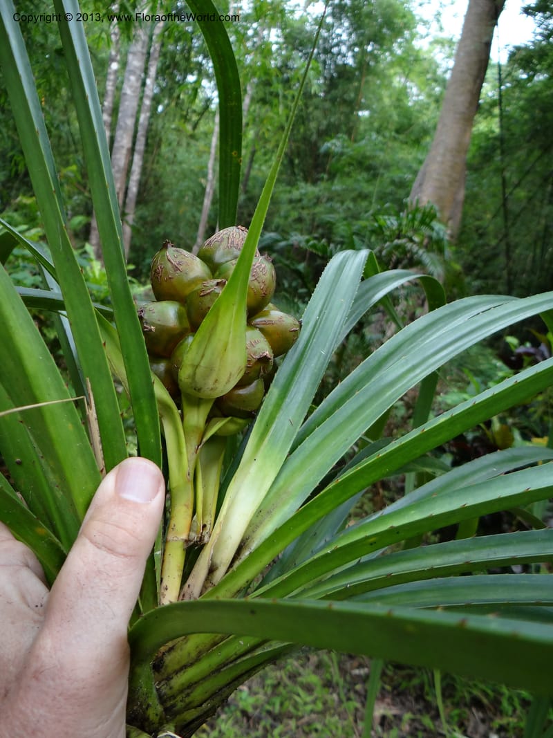 Pandanus calcis, Callmander 1048--Thailand. Prachuap Khiri Khan Prov. Ma Rong Cave. 13 Nov 2012. DSC08906 (104).JPG