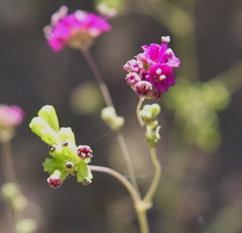 Boerhavia diffusa var. leiocarpa, Fortunato 13150--Argentina. S. of San Augustin. Las Bretes. 8 Feb 2018. DSC09370 (190).JPG
