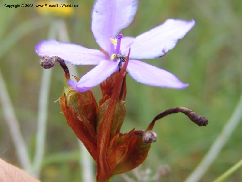 Aristaea abyssinica--So.Africa. E. Cape. Trappes Valley. 7 Mch 05. 107.jpg