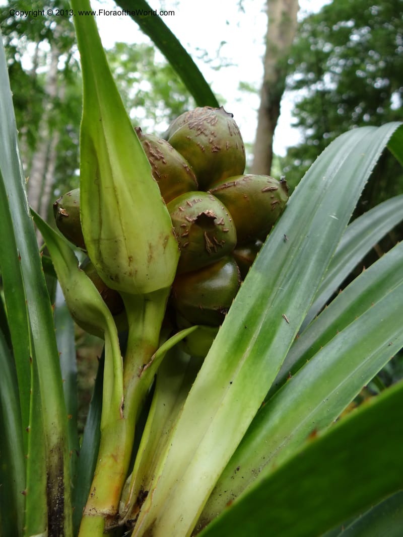 Pandanus calcis, Callmander 1048--Thailand. Prachuap Khiri Khan Prov. Ma Rong Cave. 13 Nov 2012. DSC08906 (89).JPG