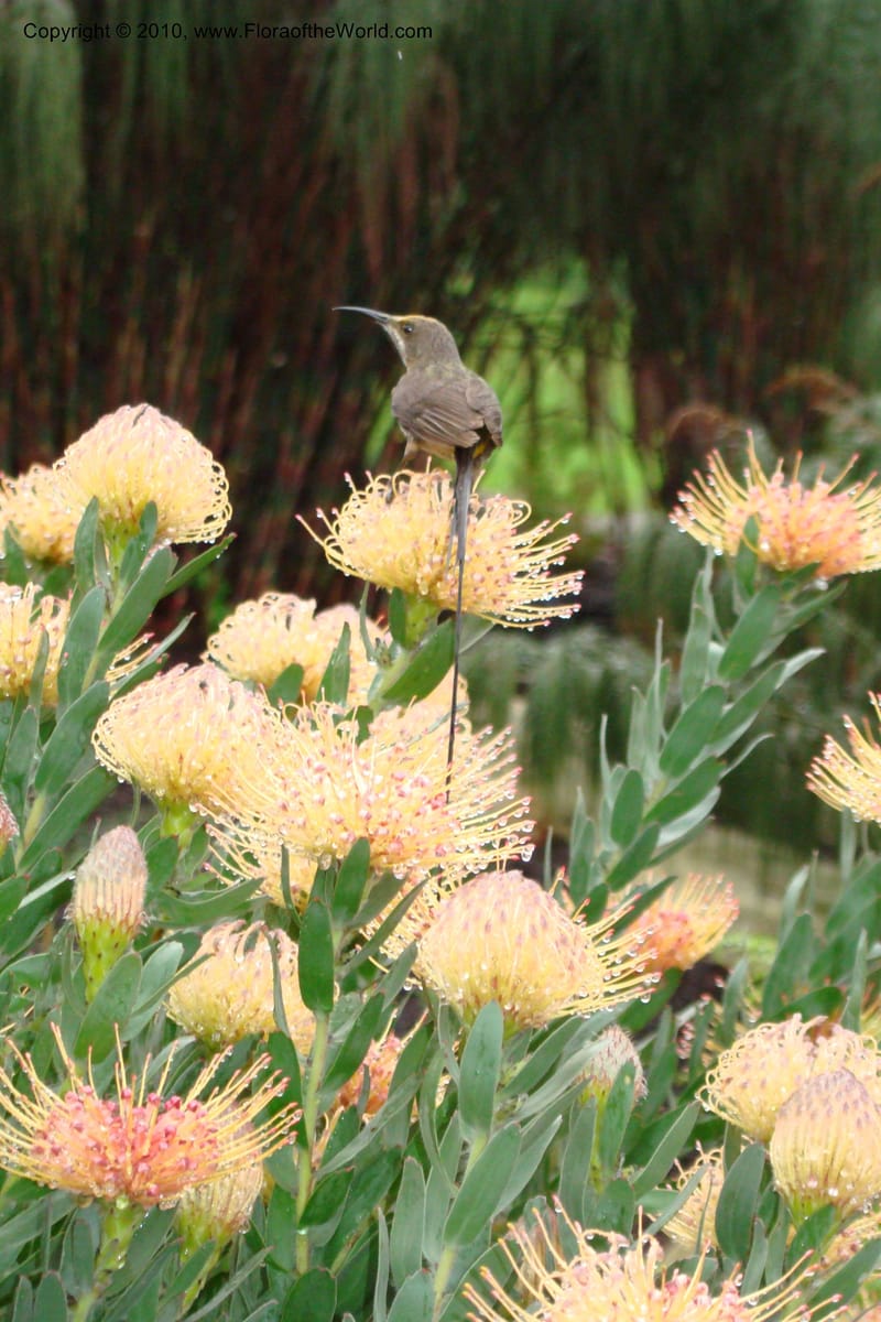 Leucospermum gueinzii--South Africa. Kirstenbosch Bot. Gard. 21 Aug 09. 067 (3).jpg