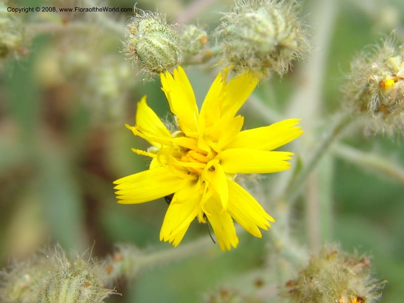 Hieracium cynoglossoides, CDavidson11103--ID. Valley Co. Top of Brundage Mtn.. 15 Jul 07. 053.jpg