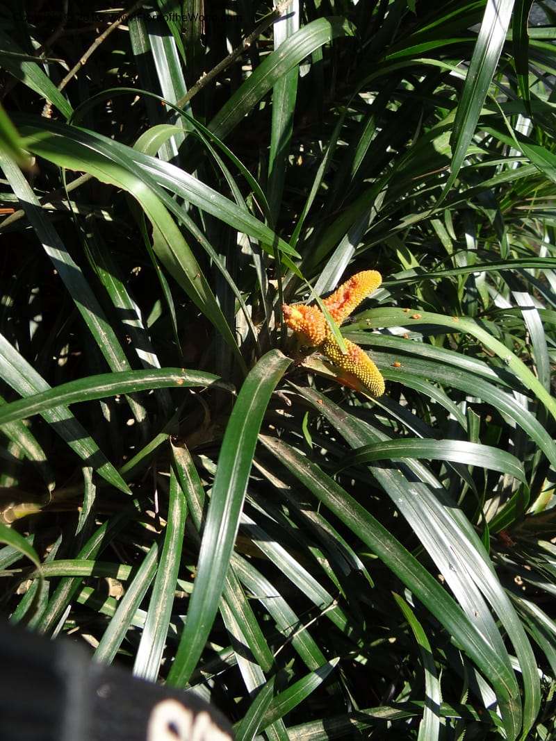 Freycinetia robinsonii var. meijeri, Callmander 1031--Malaysia. Sabah. Tahan Niaga Plantation. 8 Apr 2012. DSC07609 (35).JPG
