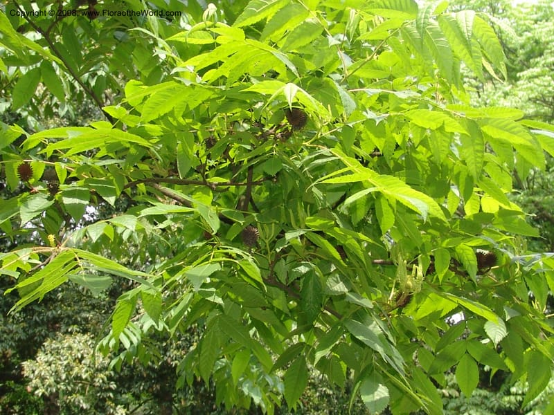 Platycarya strobilacea, 040550701--China. Hubei. Wuhan Botanical Garden. 24 Apr 07. 300.jpg