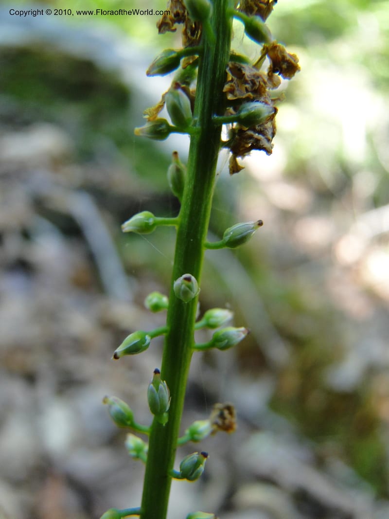 Galax aphylla, Mori, S 27456, USA, North Carolina, Stokes County, Hall Rd, 1.1 mile W of junction with Moores Springs Rd., 26 May 2010 (10).JPG