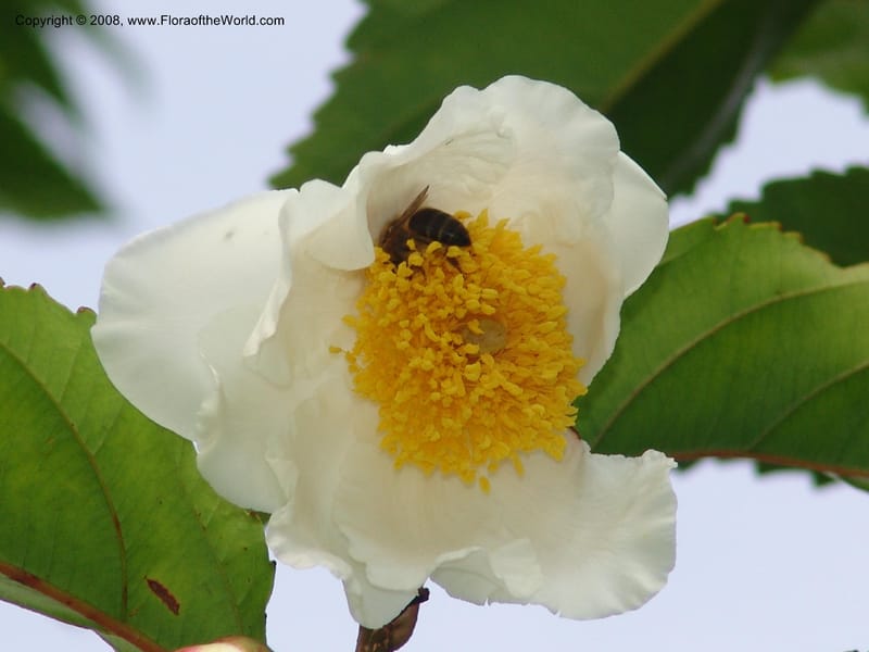 Oncoba spinosa--Kenya. Brooks Bond Tea Estate, Kericho. 10 Jul 04. 203.jpg