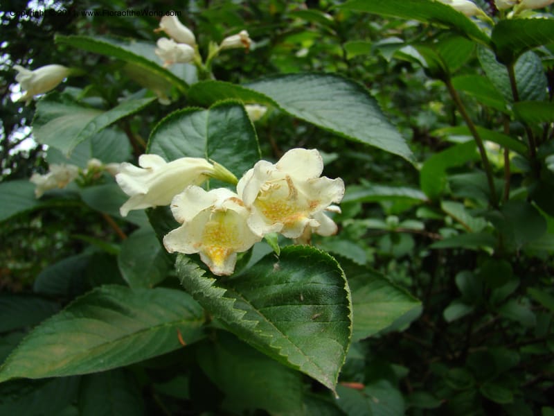 Weigela middendorffiana, 14066-0223-1993--Canada. BC. Univ. BC Bot. Garden. 27 Jul 08. 318.jpg
