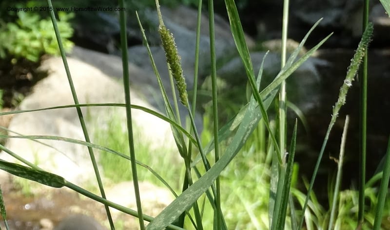 Alopecurus aequalis, Davidson, C 12610--Idaho. Valley Co. Payette Lake. Sylvan Cr. 20 Jul 2014. DSC00669 (117).JPG