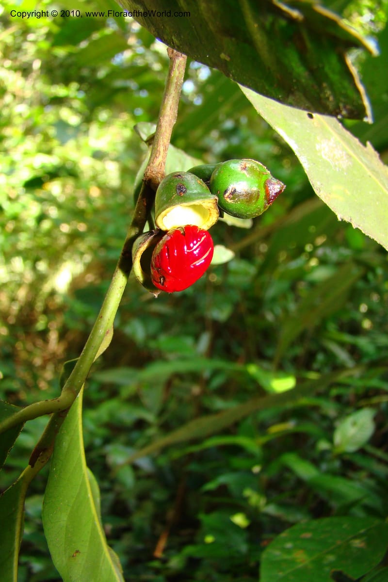 Iryanthera tessmannii, Vasquez 34725--Peru. Loreto. Dist. Nauta. Miraflores, Rio Tigre. 9 Nov 08. 262.jpg