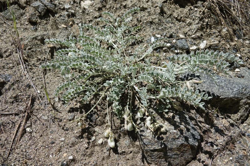 Astragalus purshii, C. Davidson 13582--ID. Idaho Co. Salmon R. Rd. E of Riggins. 24 May 2017. DSC00708. JPG (230).JPG