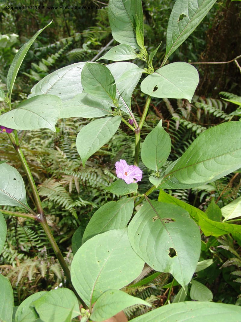 Lycianthes, RVasquez33130--Peru. Cusco. La Conv. Sta Ana. Tunquimayo. 2 Nov 07. 040.jpg
