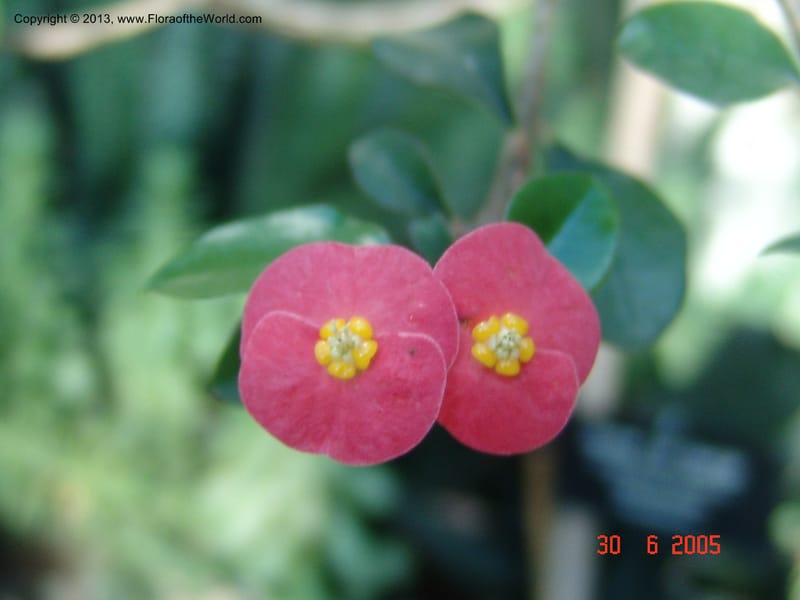 Euphorbia geroldii, Euphorbiaceae, Madagasdcar, Chicago-Garfield Conservatory 6-05 062.jpg