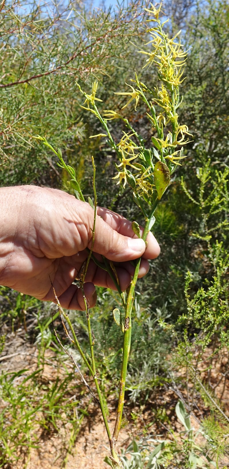 Anthocercis littorea, Davidson, C 13435--Australia. W. A. Green Head-Coorow Rd. Stop 3. 24 Oct 2016. DSC05134 (38).JPG