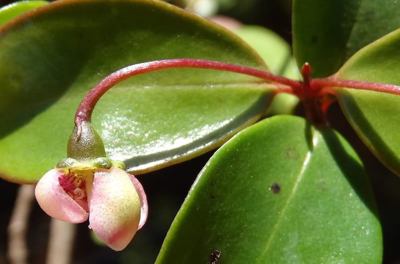 Archirhodomyrtus, Callmander, M 1272--New Caledonia. PinPin. 20 Nov 2015. DSC03938 (241).JPG