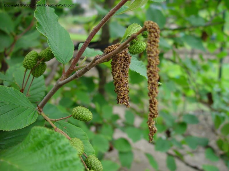 Alnus viridis ssp. crispus--France. Paris. Jardin des Plantes. 30 May 03. 022.jpg
