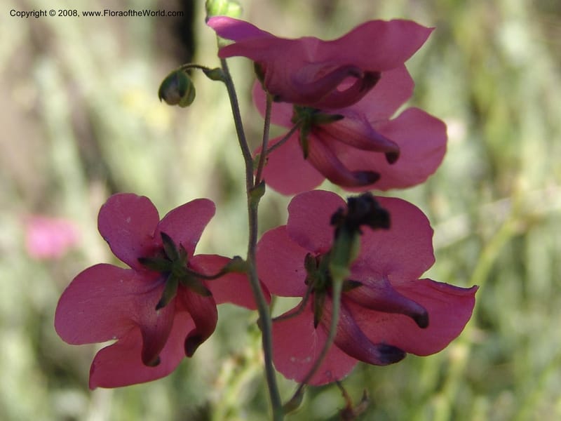 Diascia integerrima--So.Africa. E. Cape. Joubert's Pass, SE of Lady Gray. 9 Mch 05. 154.jpg