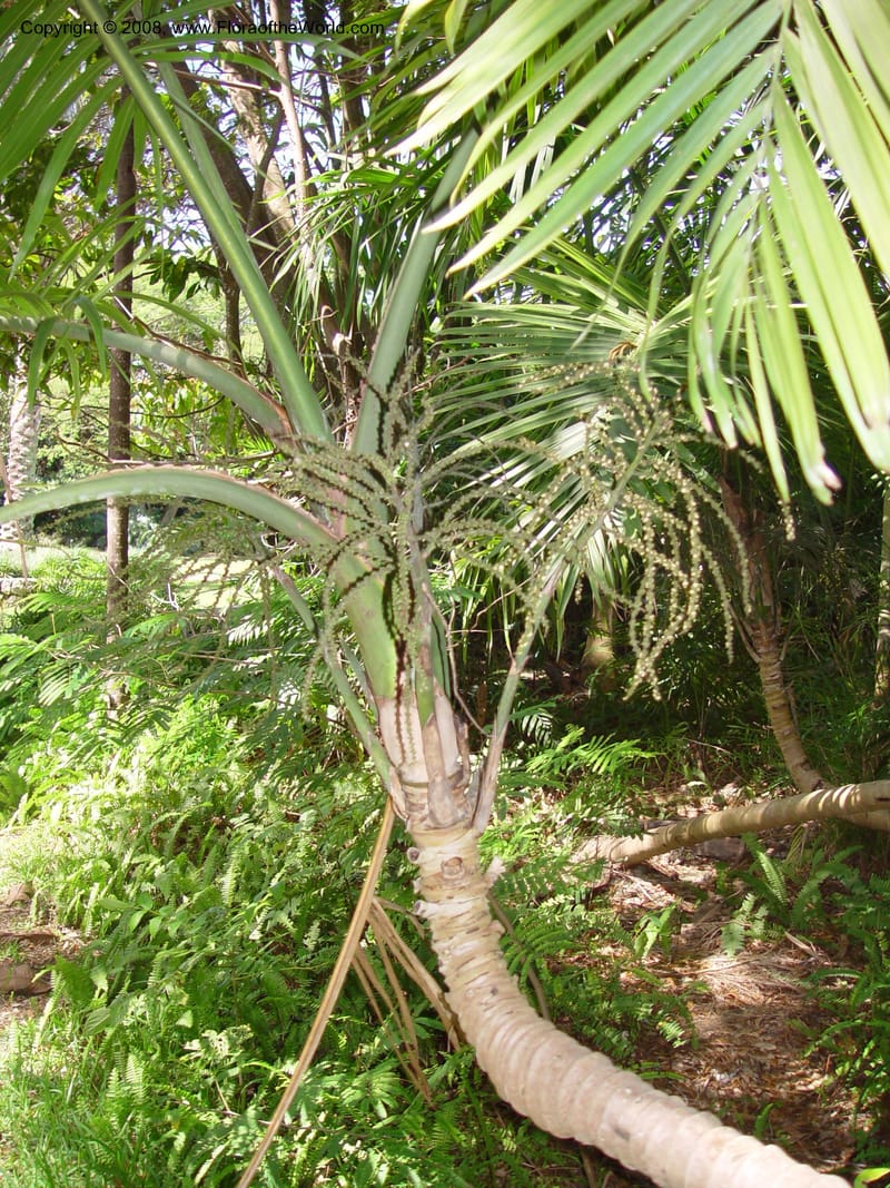 Gaussia maya--FL. Fairchild Tropical Gard. 7 Apr 03. 086.jpg