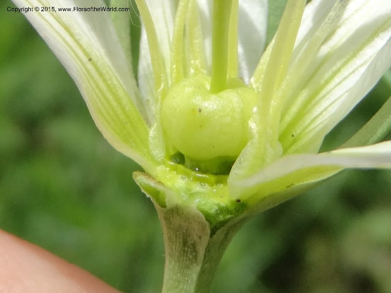 Peganum harmala, Davidson, C 12426--Georgia (Caucasus). Rustavi Village. 5 Jun 2014. DSC07073 (14).JPG