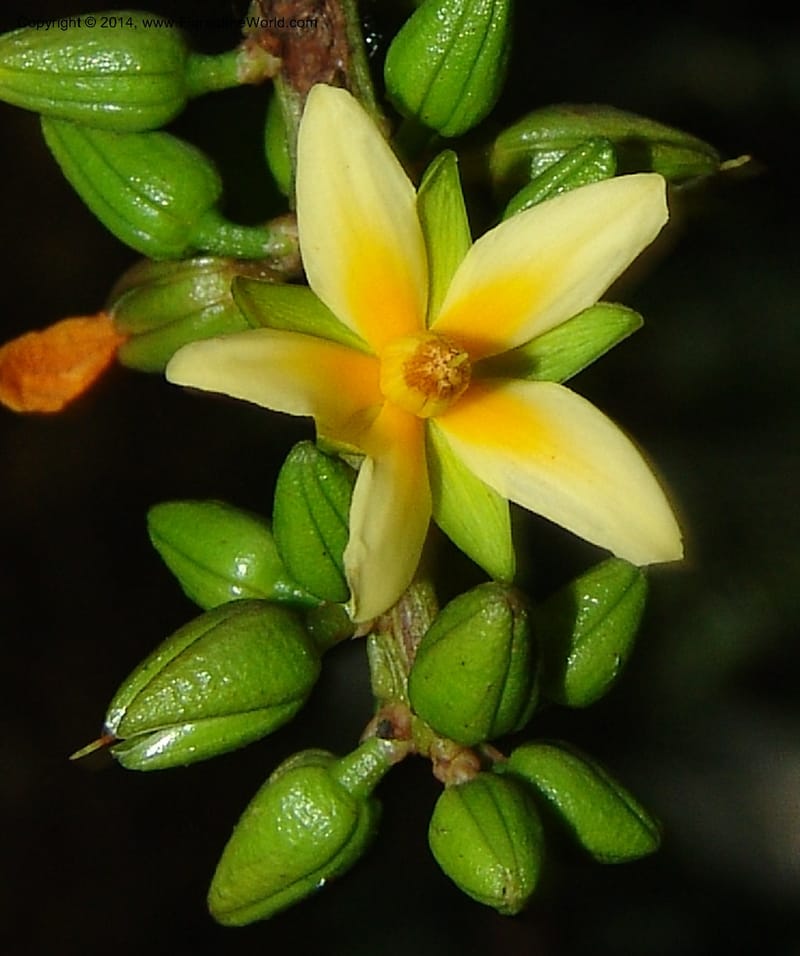 Campylospermum elongatum, Leal, M 1156--Gabon. Prv. Ogooue-Iv. Res. Lope. Fougere Brulee. 19 Apr 06. 032 (2).jpg