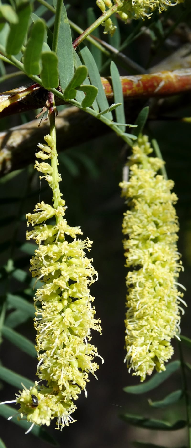 Prosopis glandulosa torreyana, Davidson, C 13168--California, Afton Canyon, 22 Apr 2016  8301 (3).JPG