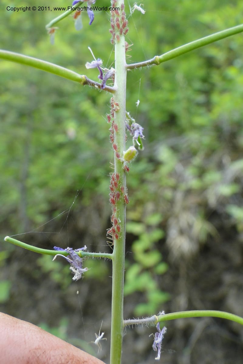 Boechera, Davidson, C 11889--Idaho. Adams Co. Fish Lake Rd. 10 July 2011. 163 (11).jpg