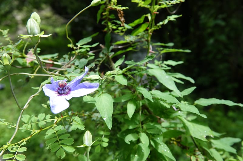Codonopsis, C. Davidson 13768--China. Sichuan. Yibailingba-gou. 12 Aug 2017. DSC04660 (86).JPG