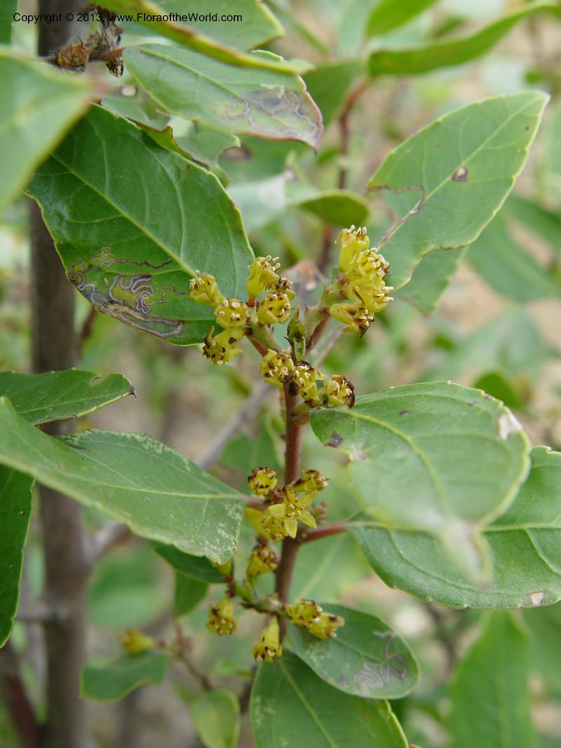 Rhamnus alaternus--Spain. Gran.Prov. 4 km S Jct. Albondon-Albunol, C333. 1 (50).jpg