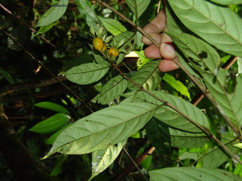 Heinsia crinita, MLeal1076--Gabon. Prov. Estuaire. Monts de Cristal. 13 Apr 06. 174.jpg