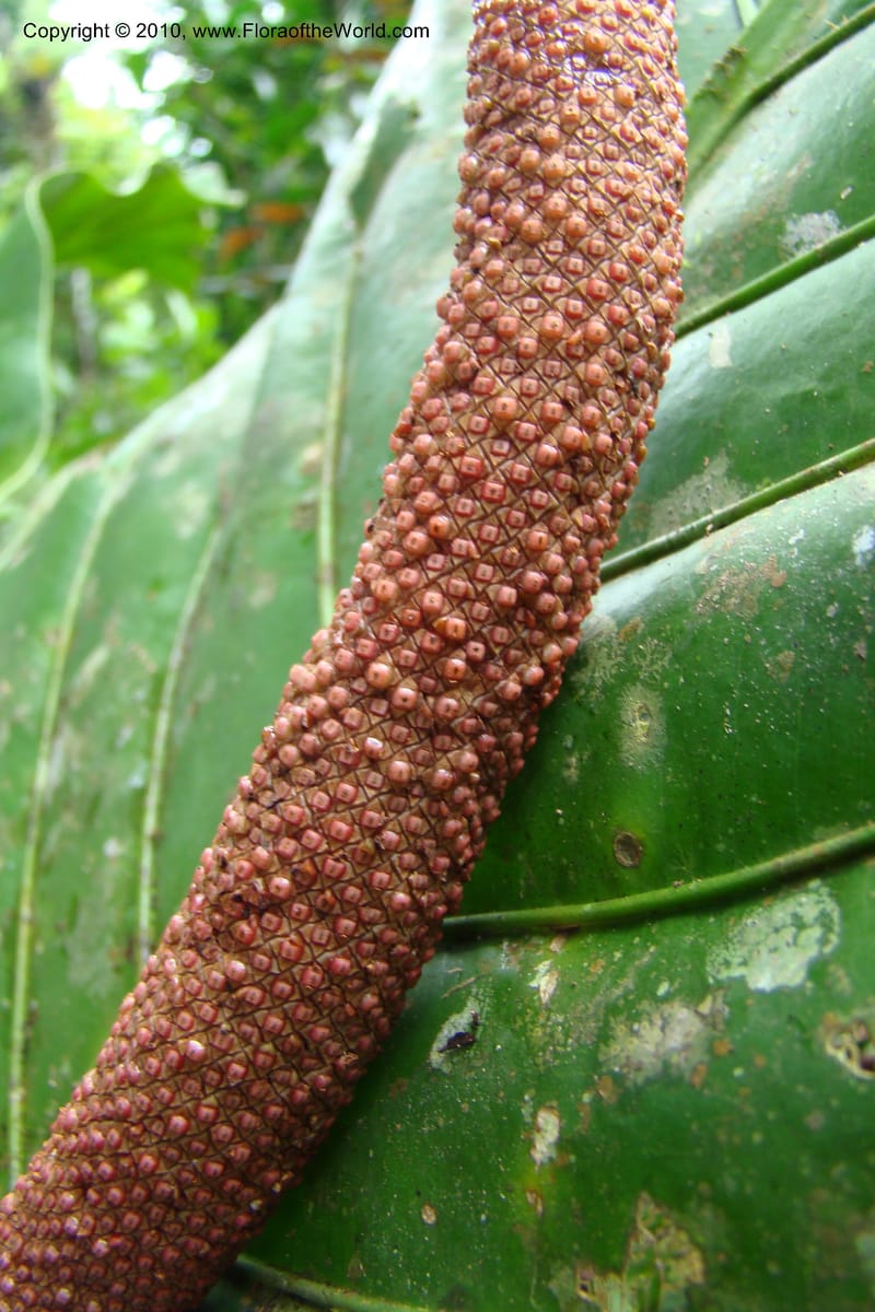 Anthurium, Vasquez 34815--Peru. Loreto. Dist. Nauta. Miraflores, Rio Tigre. 10 Nov 08. 036.jpg