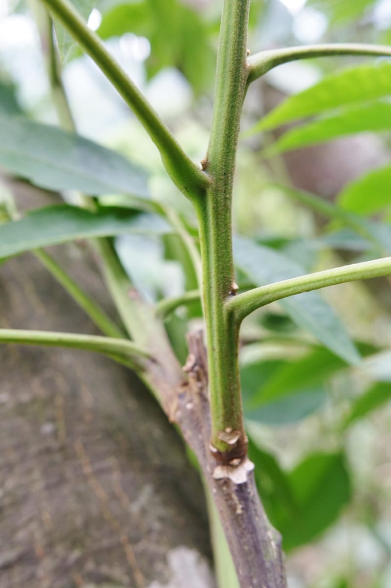 Eurycorymbus cavaleriei, Chung Kuo-Fang 3353--Taiwan. Wulai Distr. Wulai village. Chia Jiao Liao. 19 May 2016.  (16).JPG
