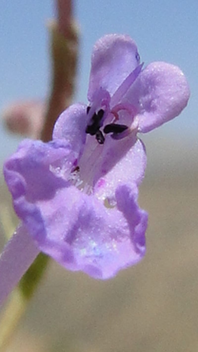 Nepeta, A. G. Miller 133.10--Iraq. Kurdistan. Shakh-i Pira Magun. Gueza Khan. 11 June 2010. 122 (8).jpg