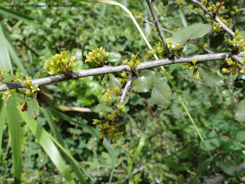Rhamnus crocea, C. Davidson 11726--California. Santa Barbara Co. 4 April 2010 155 (11).jpg