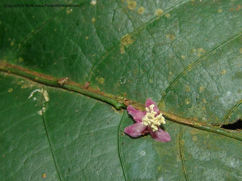 Phyllobotryon spathulatum, MLeal1009--Gabon. Prv. Estuaire. Mondah For. 15 Apr 06. 116.jpg