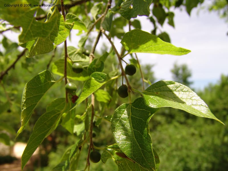 Celtis laevigata--TX. Johnson Wildflower Center. 13 Jun 04. 001.jpg