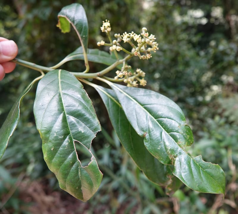 Mastixia pentandra, D. Boufford 44162--China. Yunnan. Bu Long Shan. 6 May 2018. DSC02824 (15).JPG