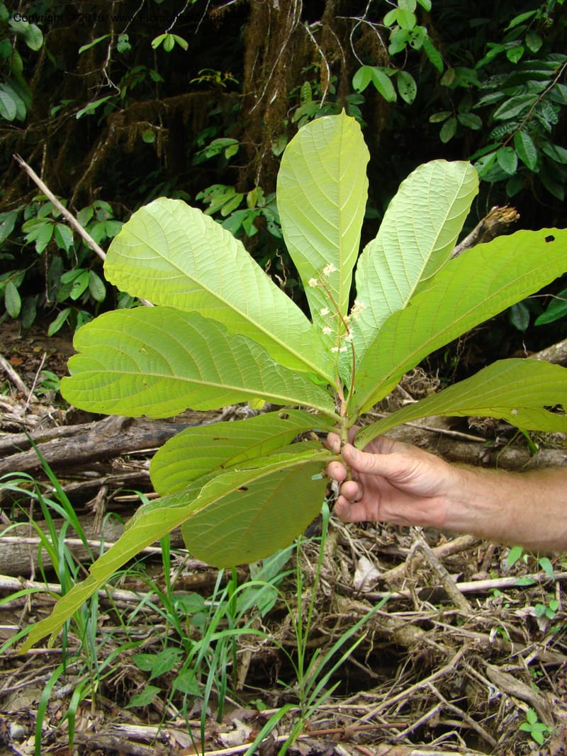 Ocotea valerioides, B. Hammel 24650--Costa Rica. Prov. Limon. Selva Bananito Lodge. 12 Apr 08. 293.jpg