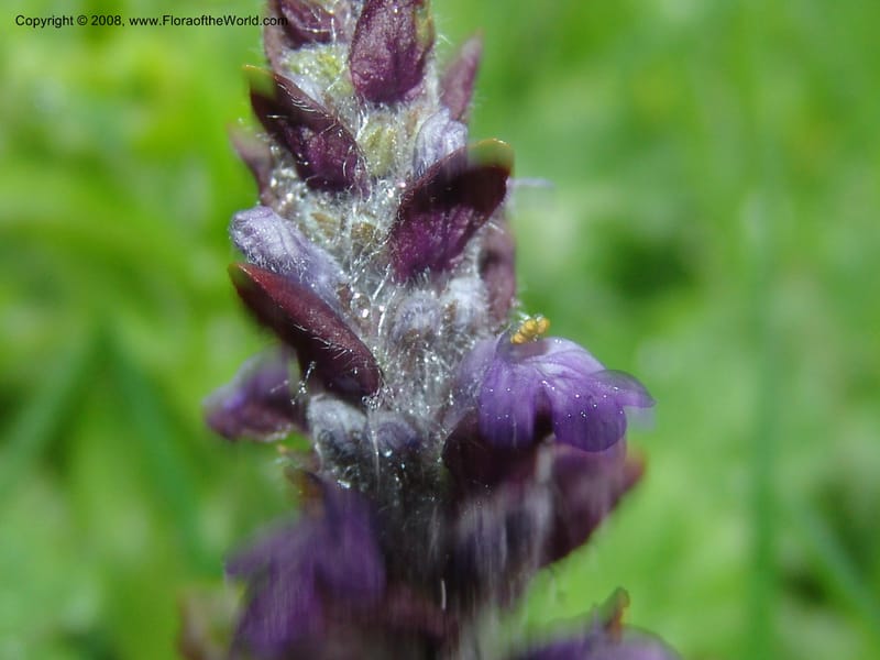 Stachys officinalis--Georgia. 2 km S of Bakuriani, rd to Khrats'koros. 6 Jun 05. 041.jpg