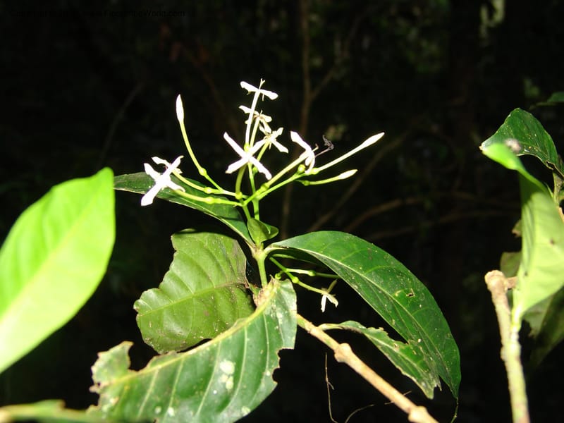 Ixora killipii, R. Vasquez  33087--Peru. Pillcopata. Qbda Sachavacayoc. 30 Oct 07. 644 (3).jpg
