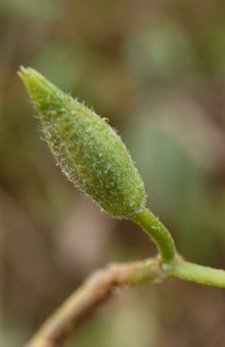 Grewia, C. Davidson 14070--Gabon. Maurel and Prom Rd. 24 Oct 2019. DSC02146 (43).JPG