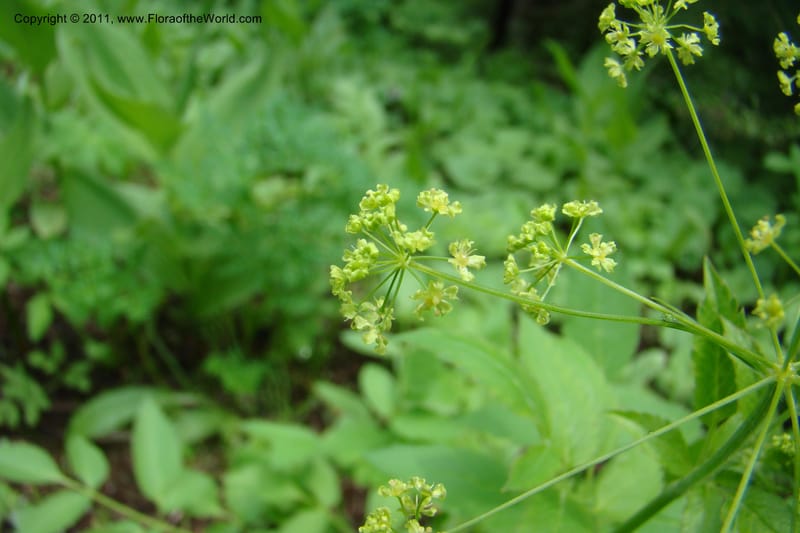Osmorhiza purpurea, C. Davidson 11422--Idaho. Adams Co. Smokey Boulder Rd. 6 June 2009. 160.jpg