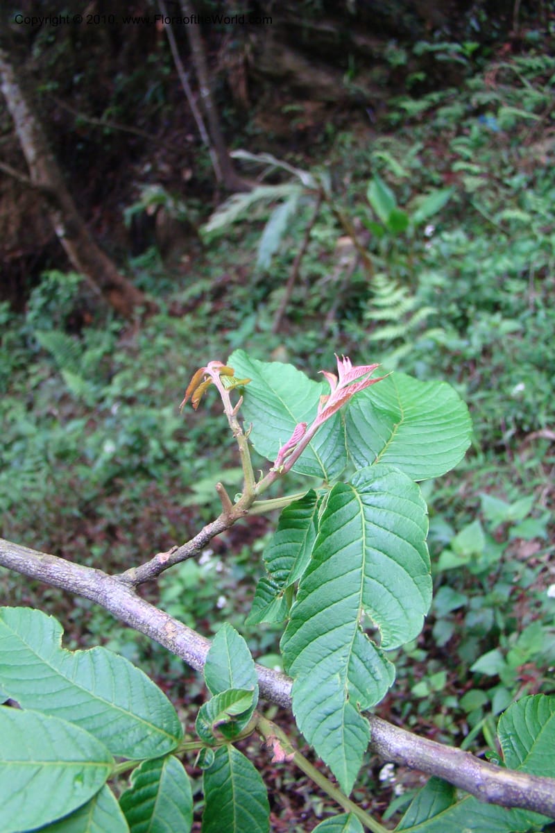 Rhoiptelea chiliantha, Regalado 1624--Viet Nam. Lao Cai Prov. Sa Pa Distr. Thac Bac. 5 Apr 09 041.jpg