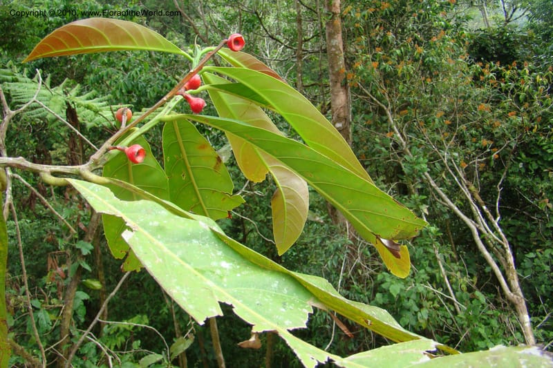Ocotea pentagona, B. Hammel 25196--Costa Rica. Prov. San Jose. 20 April 09. 249.jpg